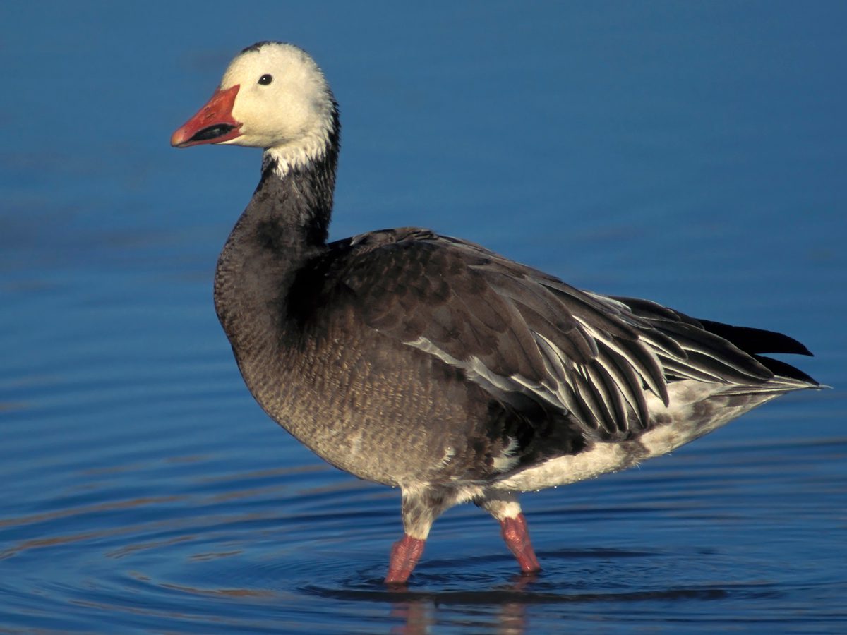 Snow Goose Bird Facts (Anser Caerulescens) | Birdfact
