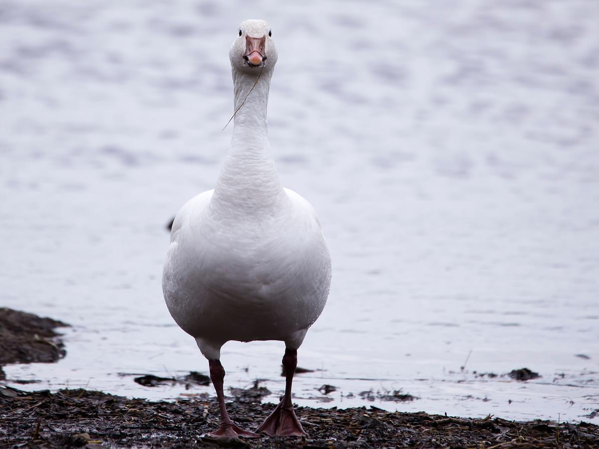 Frontal view of white-morph Snow Goose