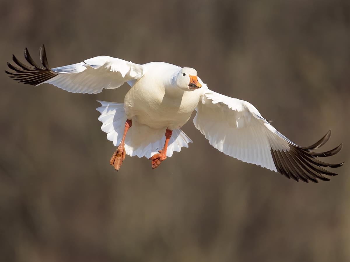 Snow Goose in -flight