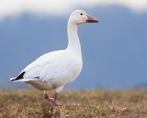 Snow Goose