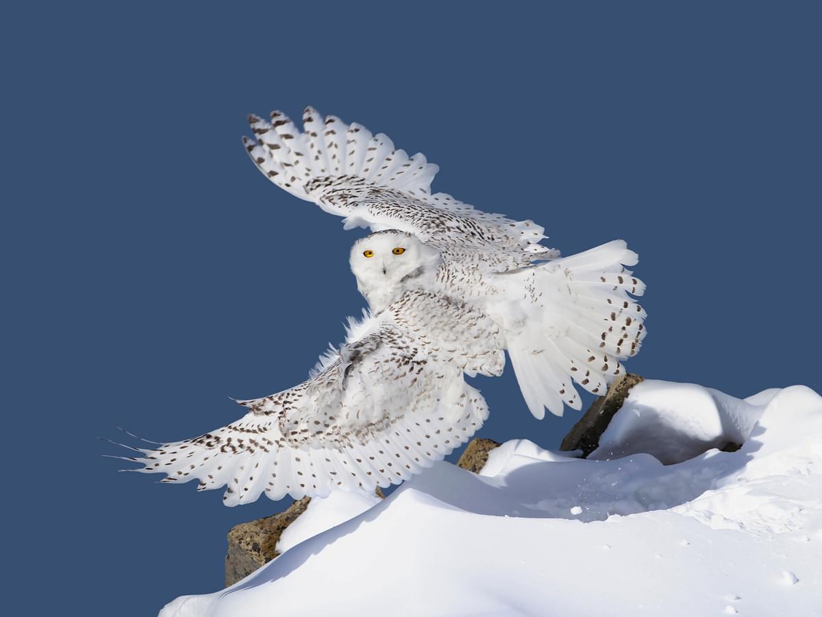 Snowy Owl in-flight on a beautiful sunny winters day