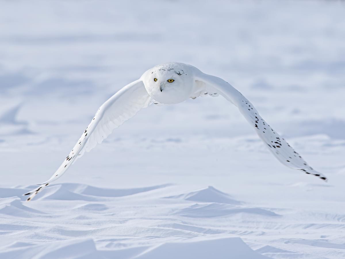 Snowy owl in-flight