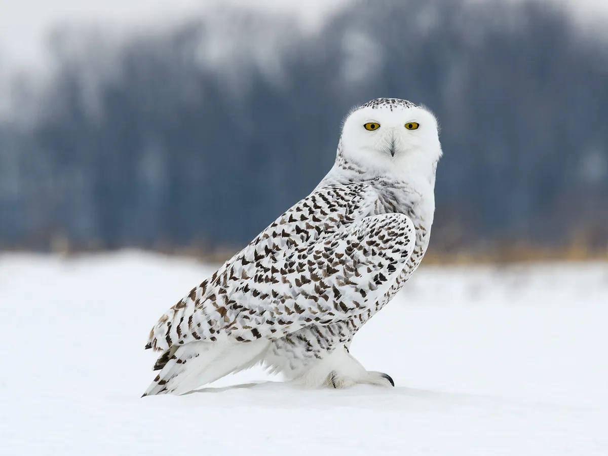 Snowy Owl Migration (Everything Explained) | Birdfact