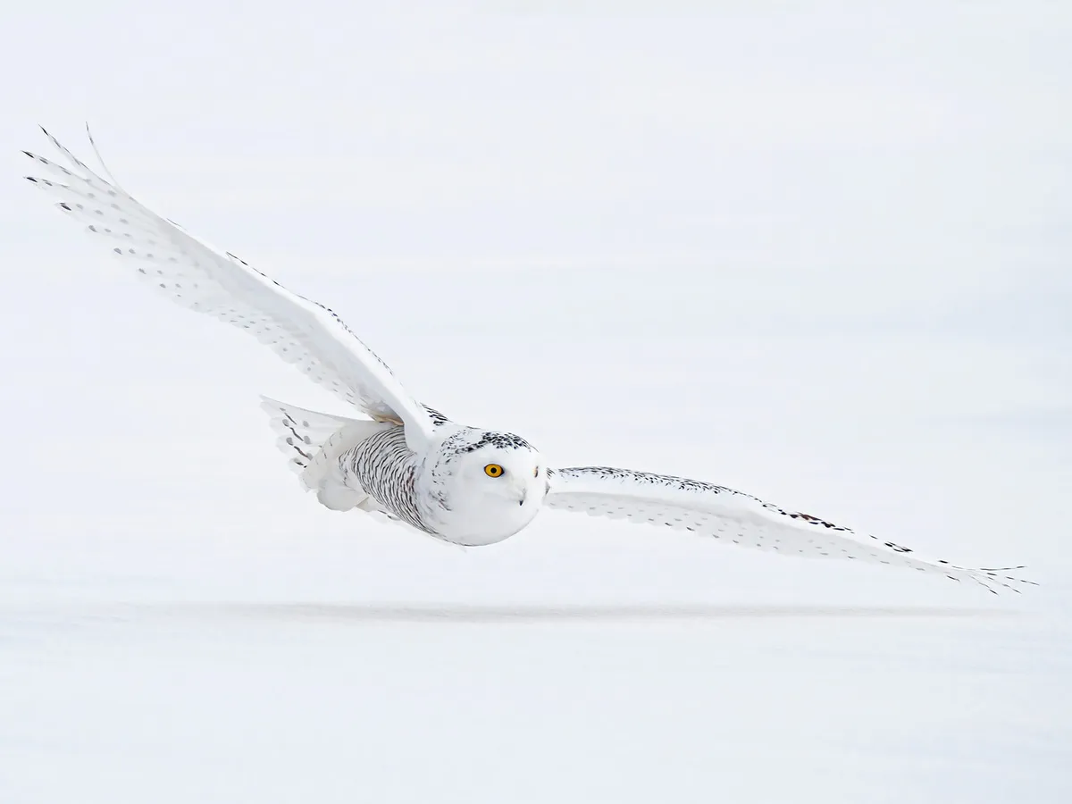 Snowy Owl Nesting (Complete Guide)
