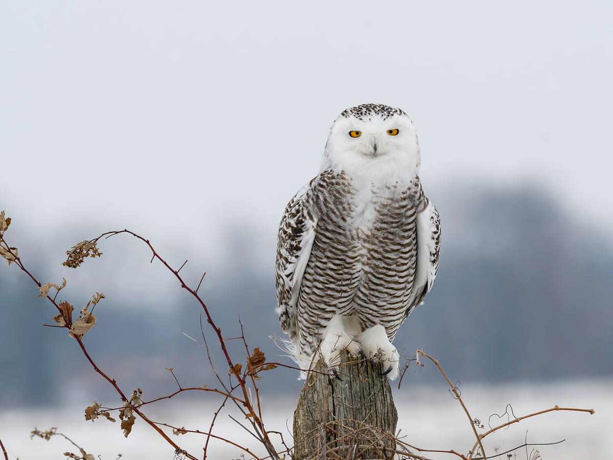 Are Snowy Owls Endangered? (Threats, Numbers + FAQs) | Birdfact