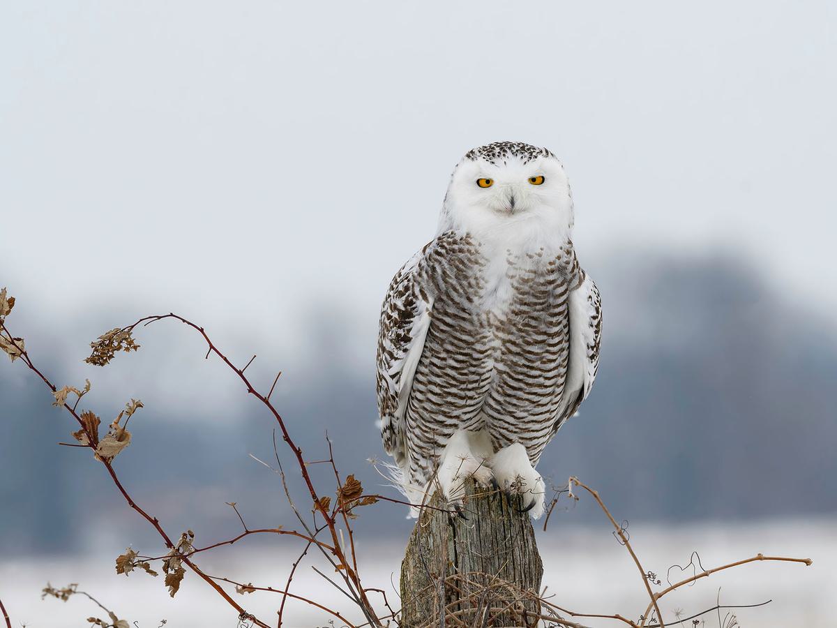 Close up portrait of a Snowy Owl perched on a post