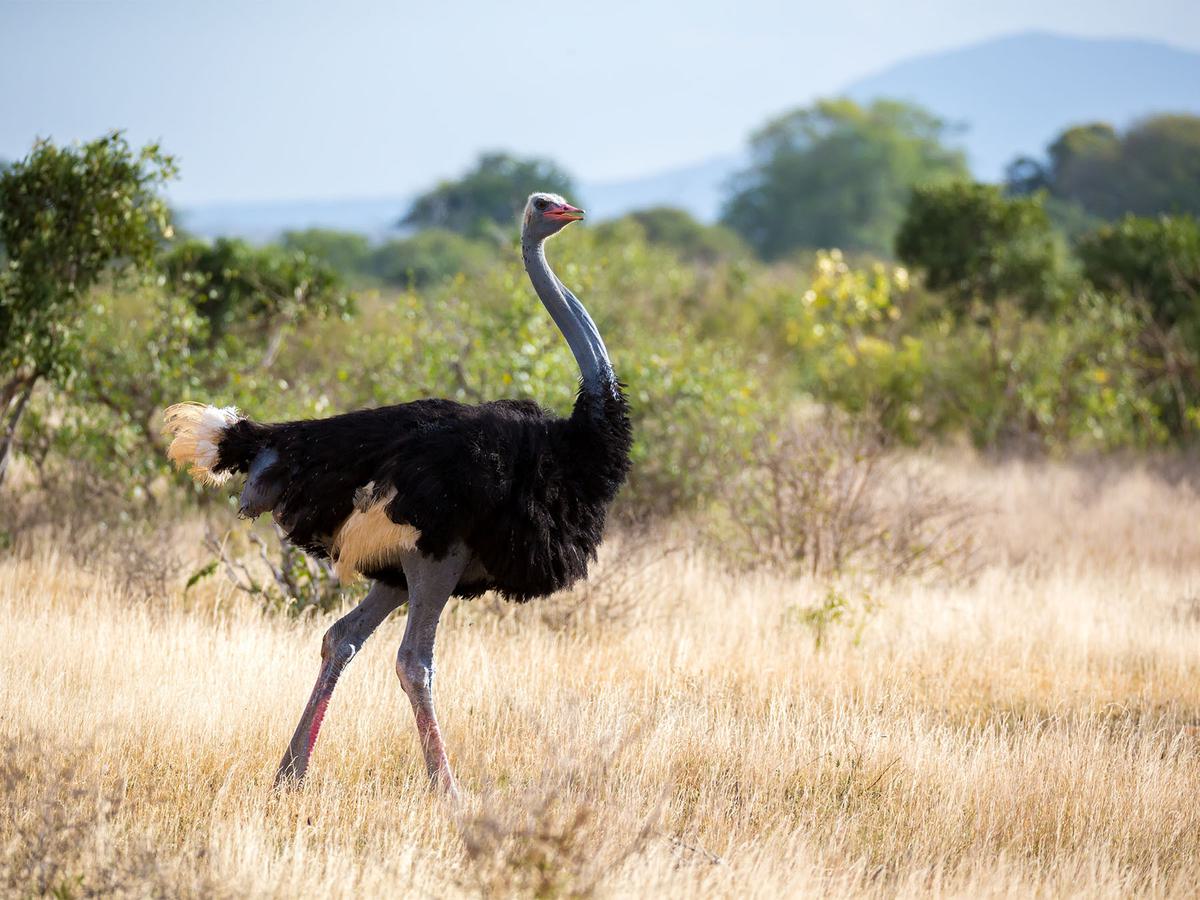 Somali Ostrich Bird Facts (Struthio molybdophanes) Birdfact