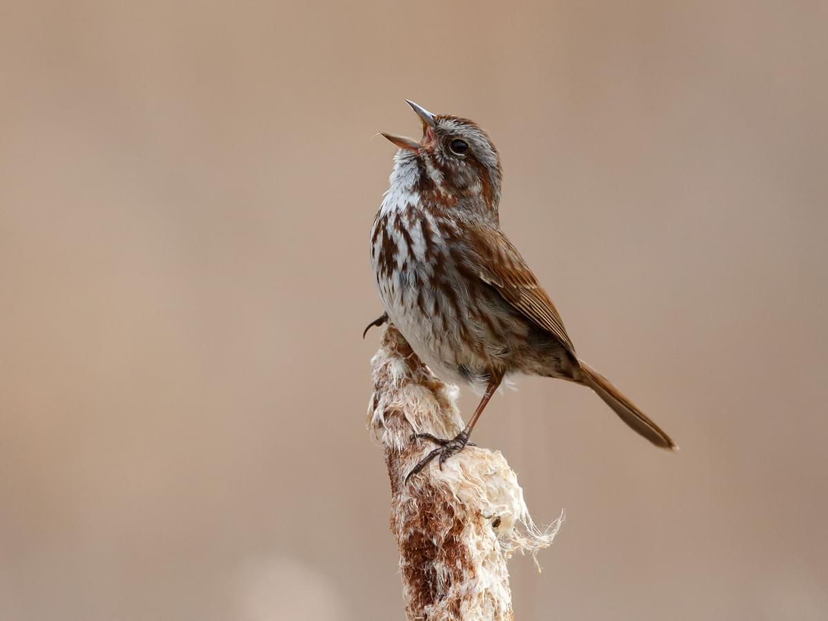 Song Sparrow Nesting (Behavior, Eggs + Location)