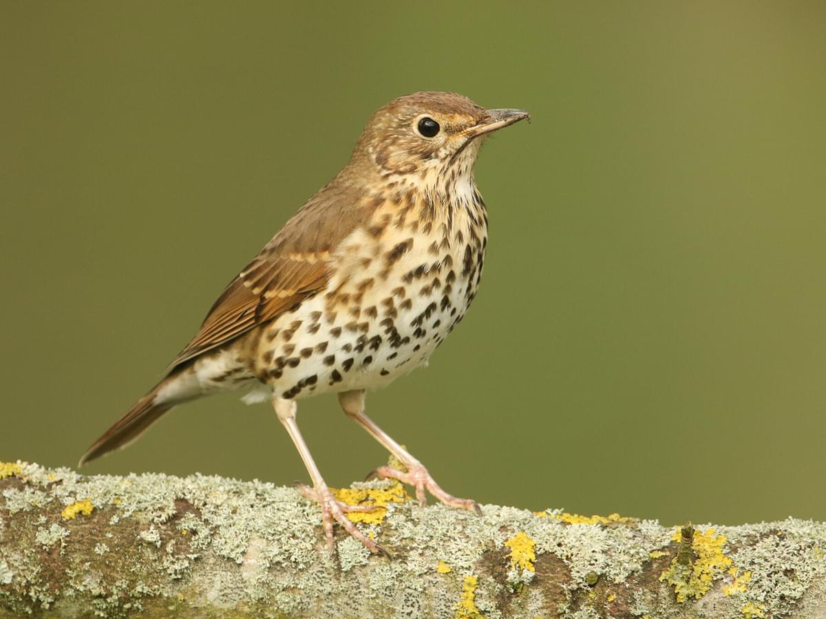 Close up of a perched Song Thrush