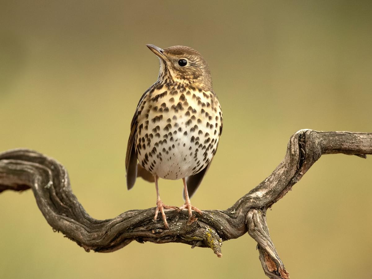 Song Thrush on a branch in its typical woodland habitat
