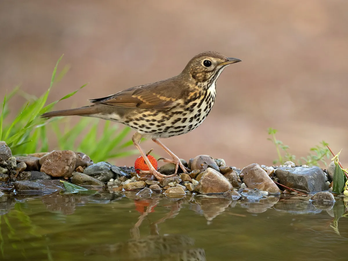 Song Thrush having a drink of water