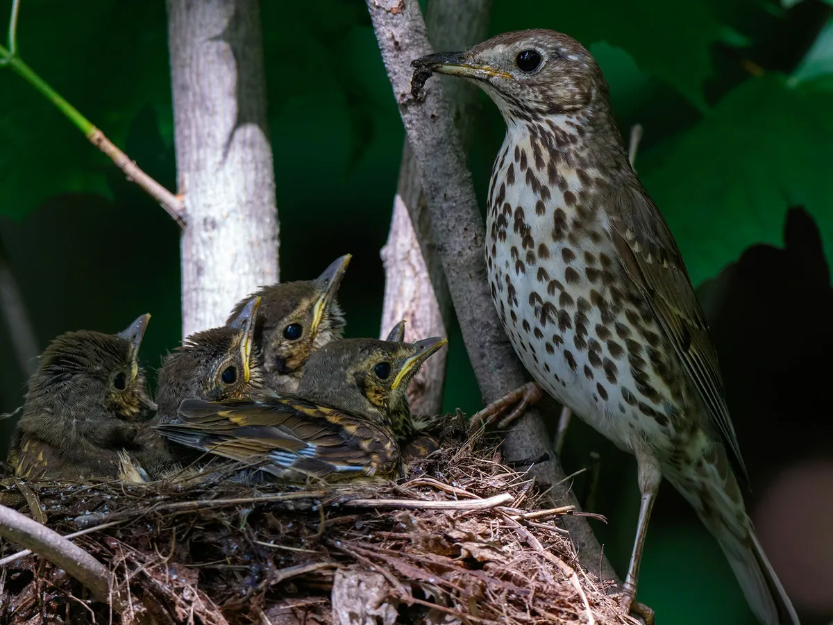 Song thrush nest