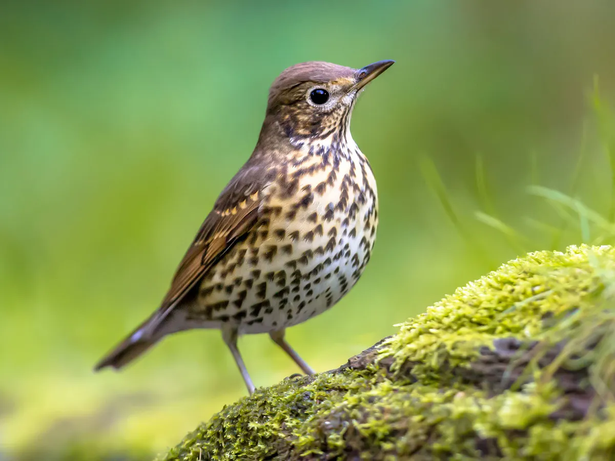 Song Thrushes are generally more shy than other Thrush species