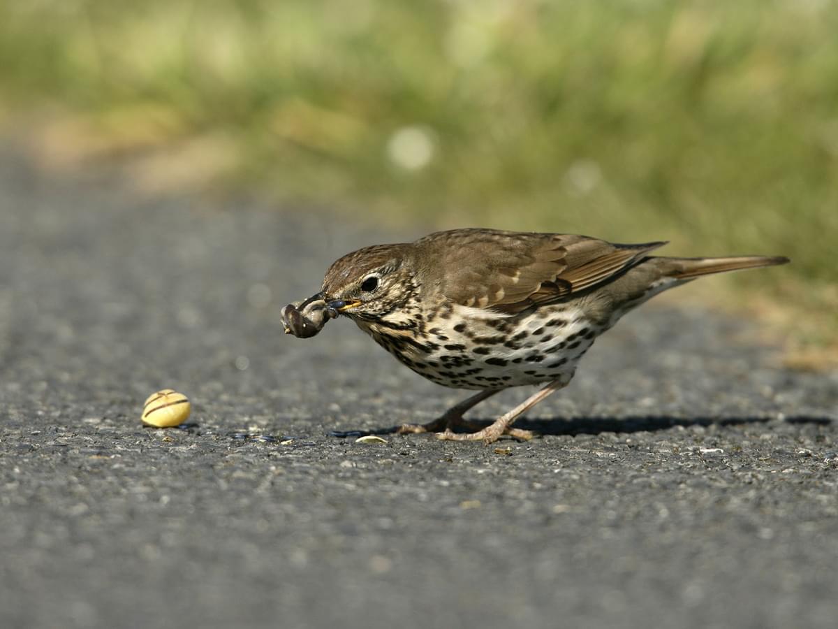 Song Thrushes have a particular fondness for snails