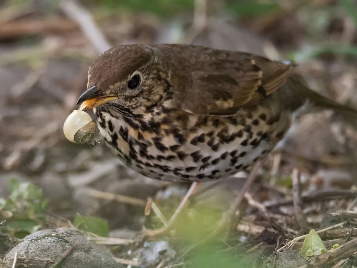 Song Thrush in the process of breaking a snails shell on a rock before eating