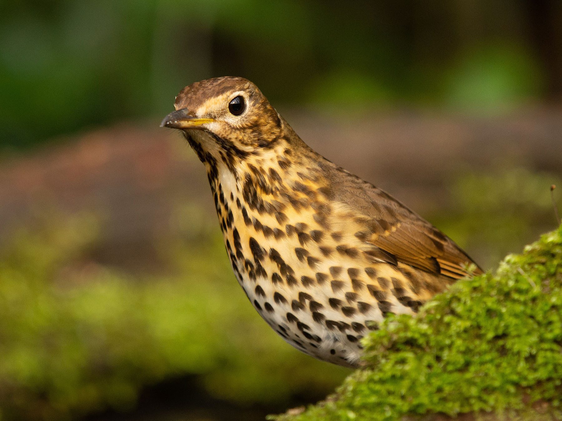 Song Thrush