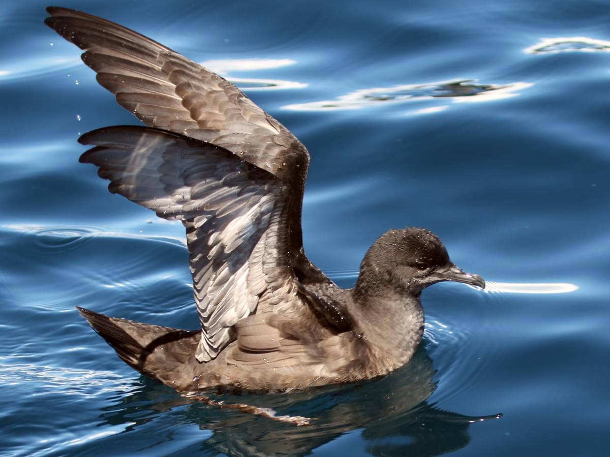 Sooty Shearwater floating on the sea