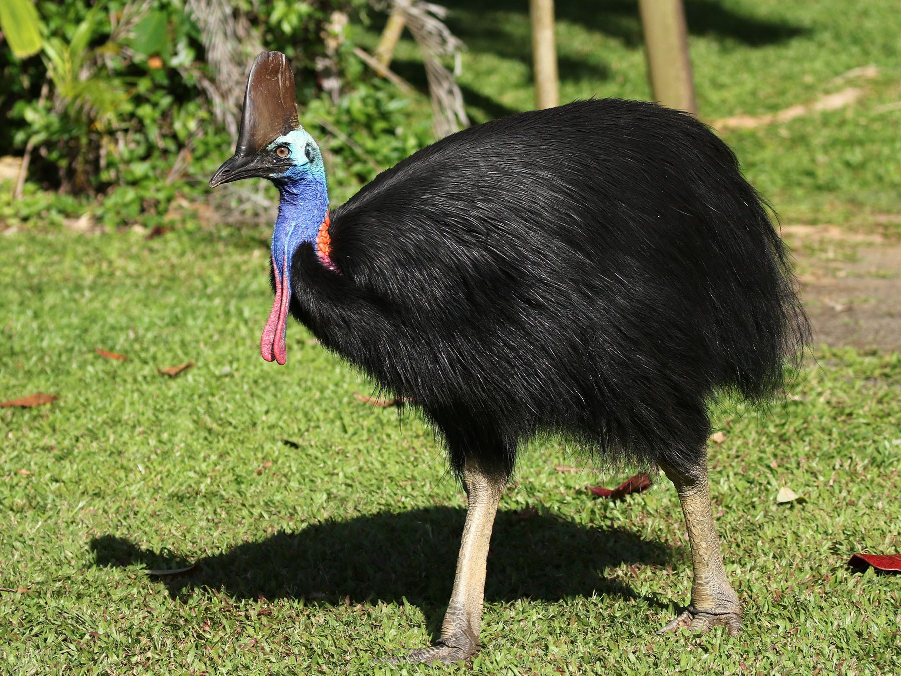 Southern Cassowary