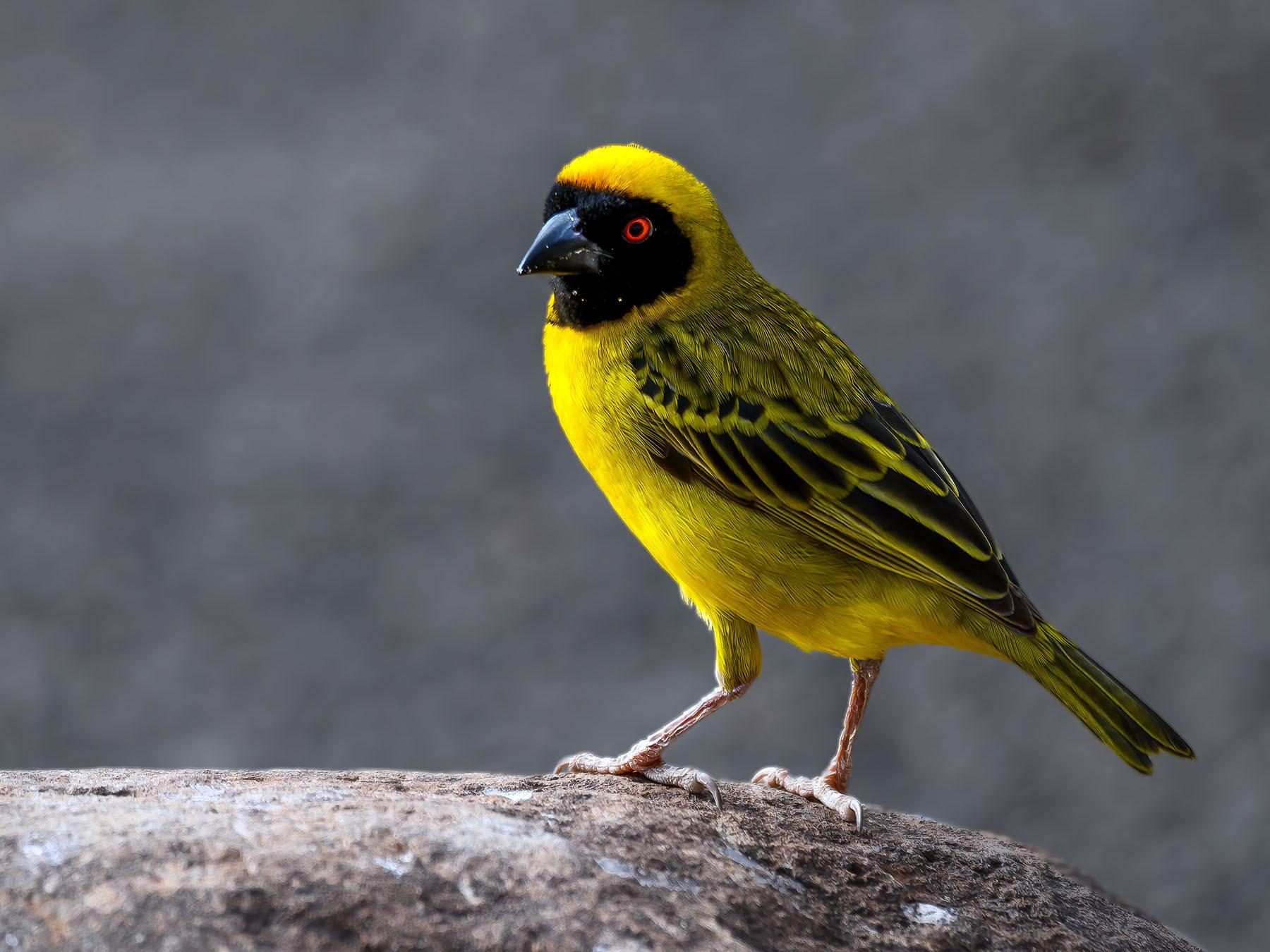 Southern Masked Weaver