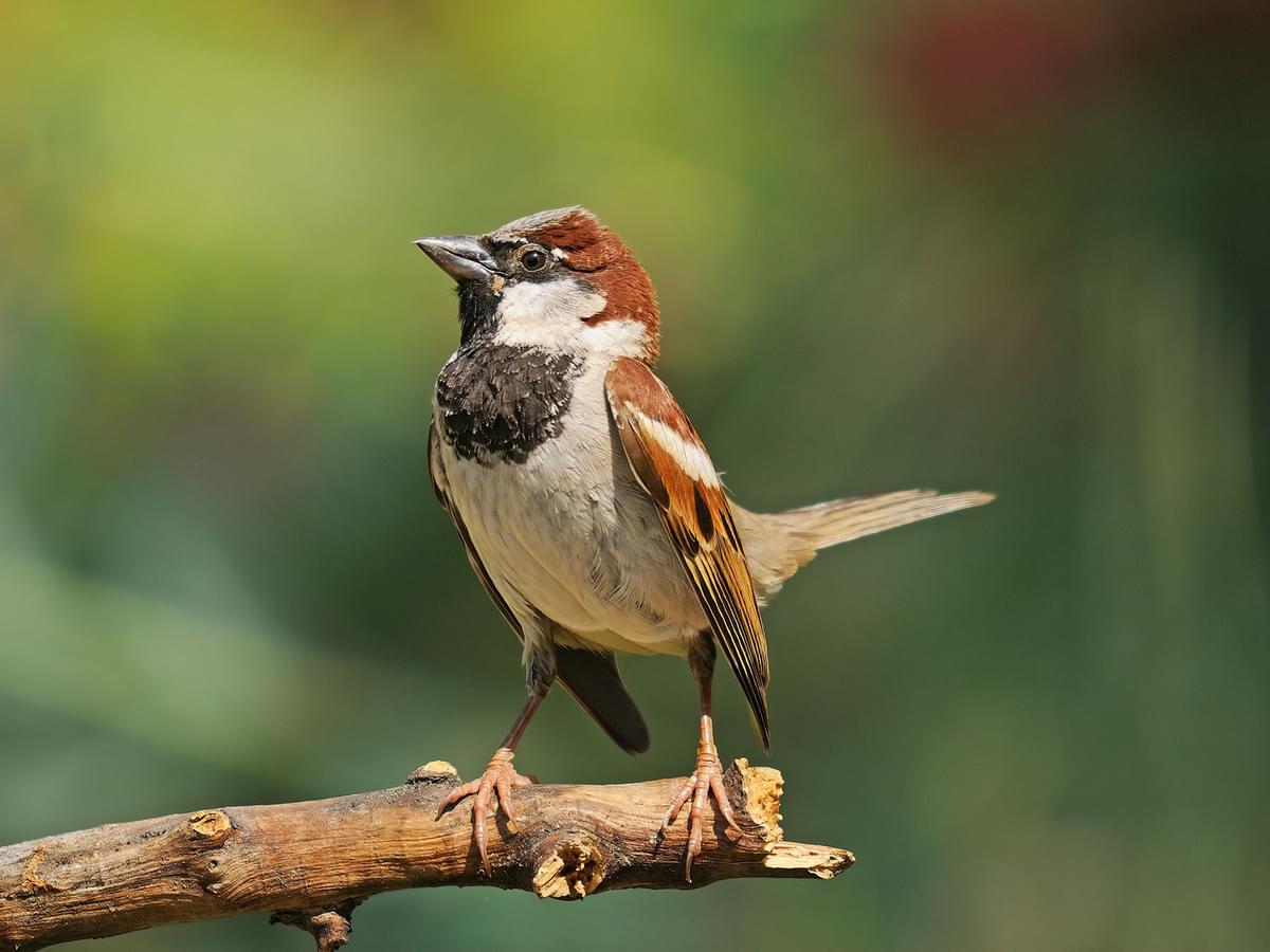 Sparrow Symbolism: Exploring the Meanings and Myths