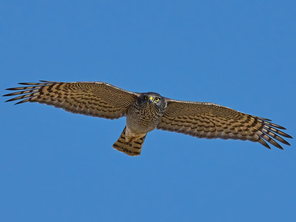 Sparrowhawk in flight, from below