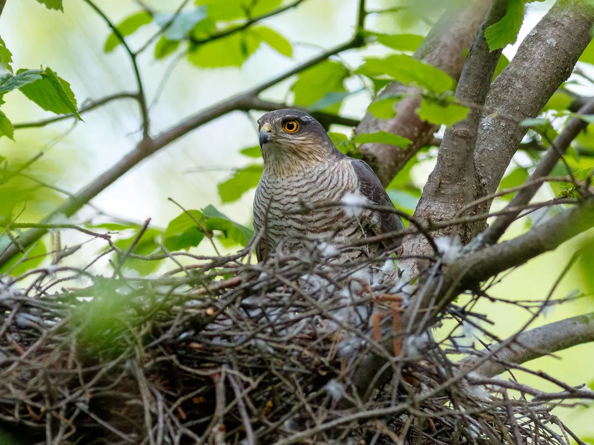 Sparrowhawk Nesting (Behaviour, Eggs + Location)