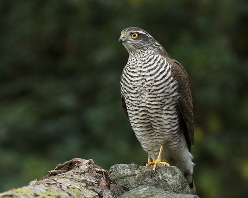 Sparrowhawk