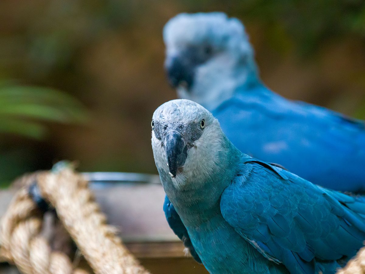 Are Spix Macaws Extinct? (Threats, Numbers + FAQs) Birdfact