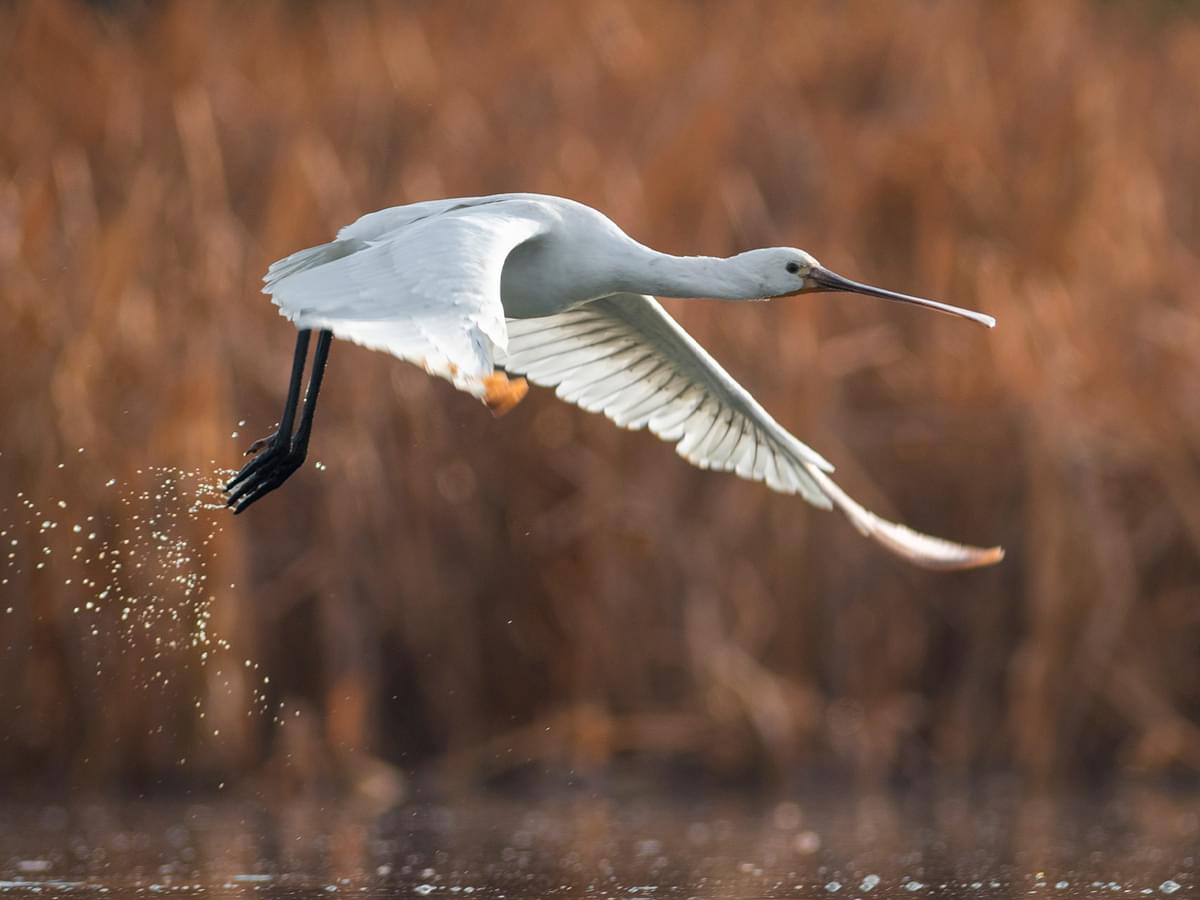 Spoonbill taking-off from wetlands