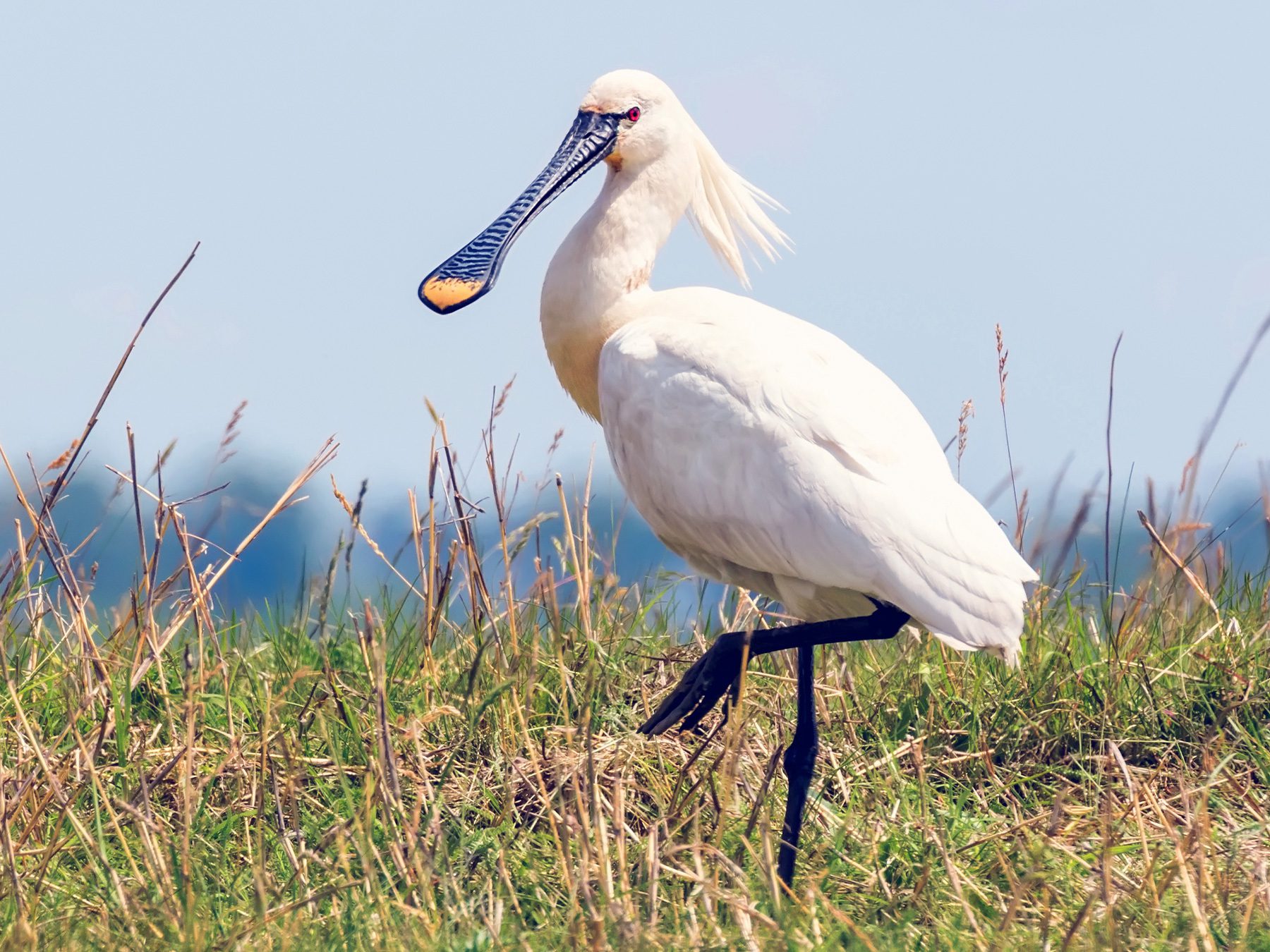 Eurasian Spoonbill