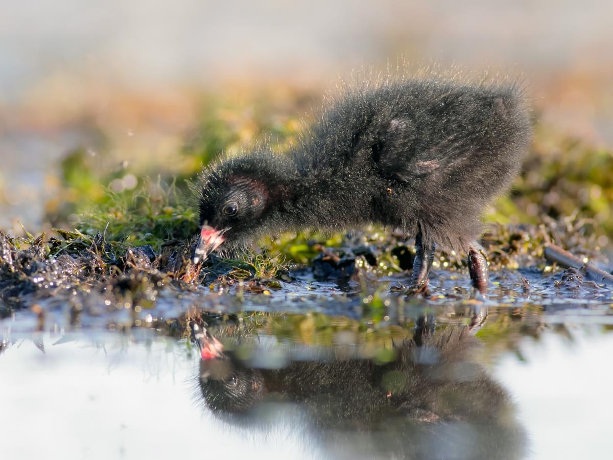 Spotted Crake chick