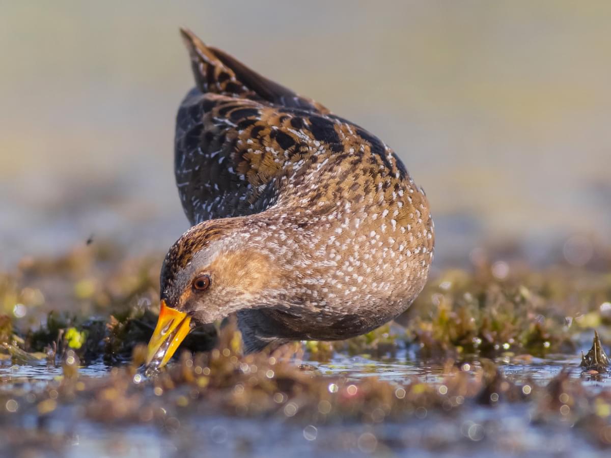 Spotted Crake looking for food