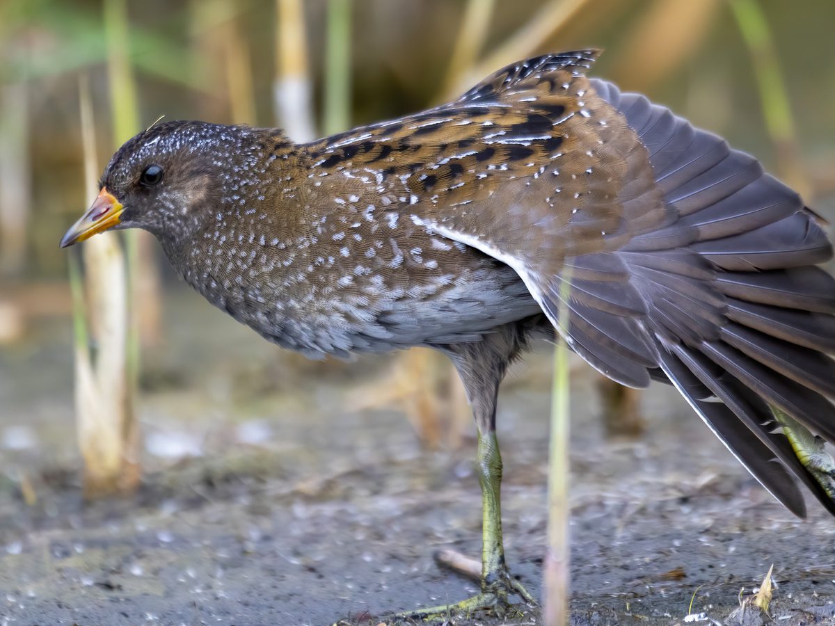 Spotted Crake Bird Facts (Porzana porzana) | Birdfact