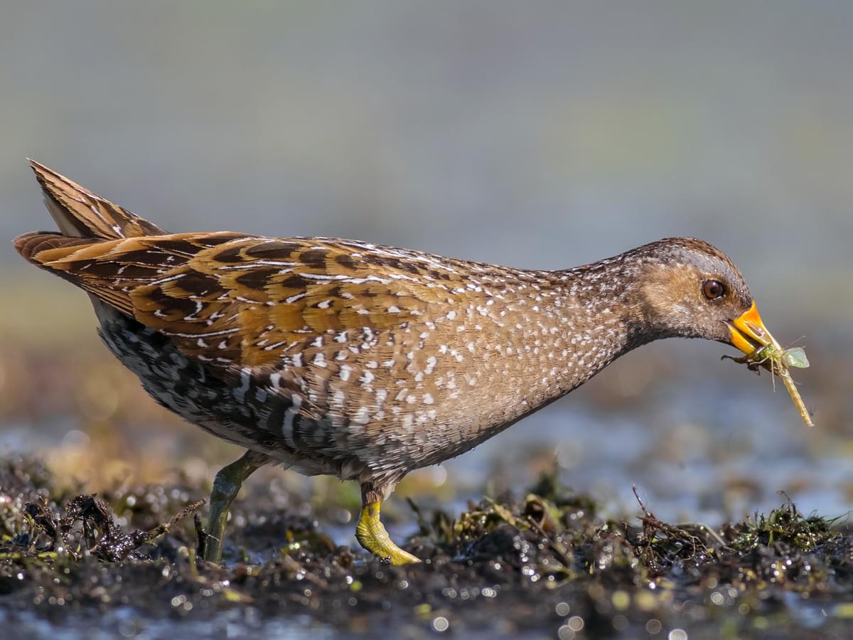 Spotted Crake with an insect in its beak