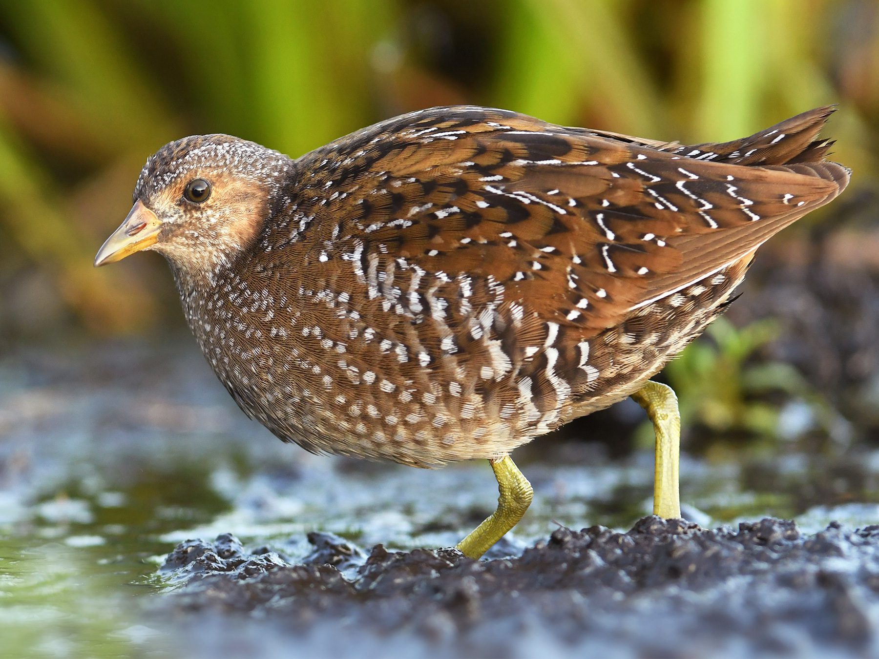 Spotted Crake