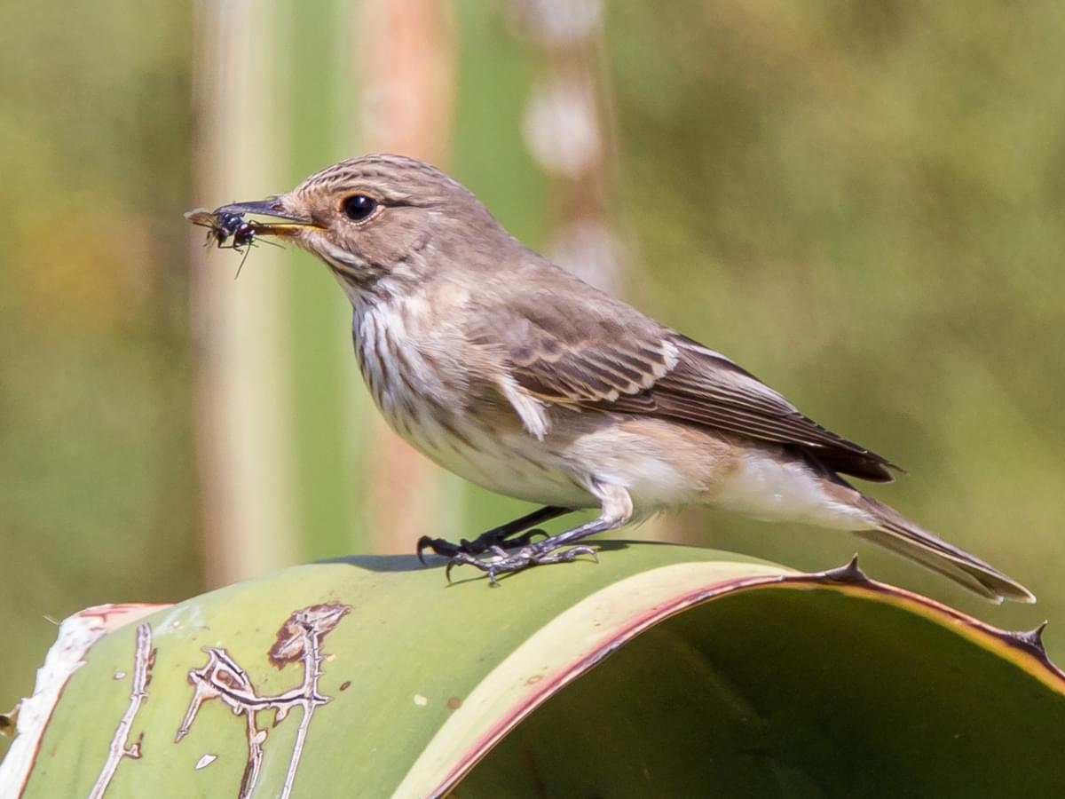 Spotted Flycatcher with full beak of food