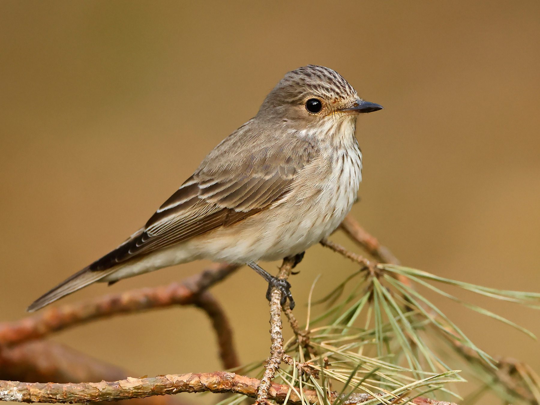 Spotted Flycatcher