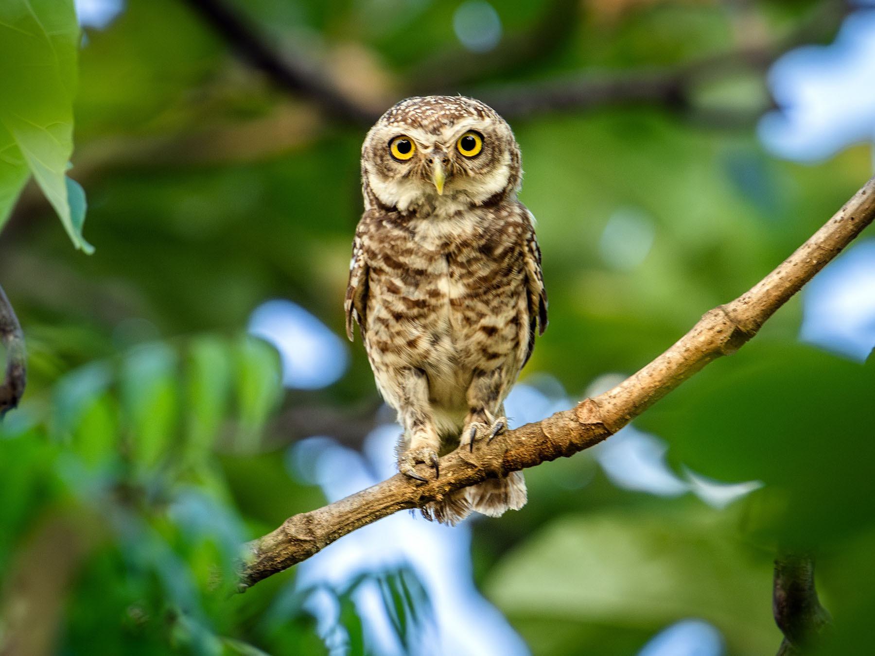 Spotted Owlet