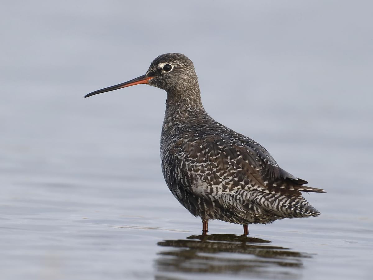 Close up of a Spotted Redshank