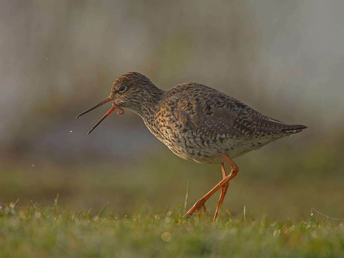 Spotted Redshank feeding on a worm