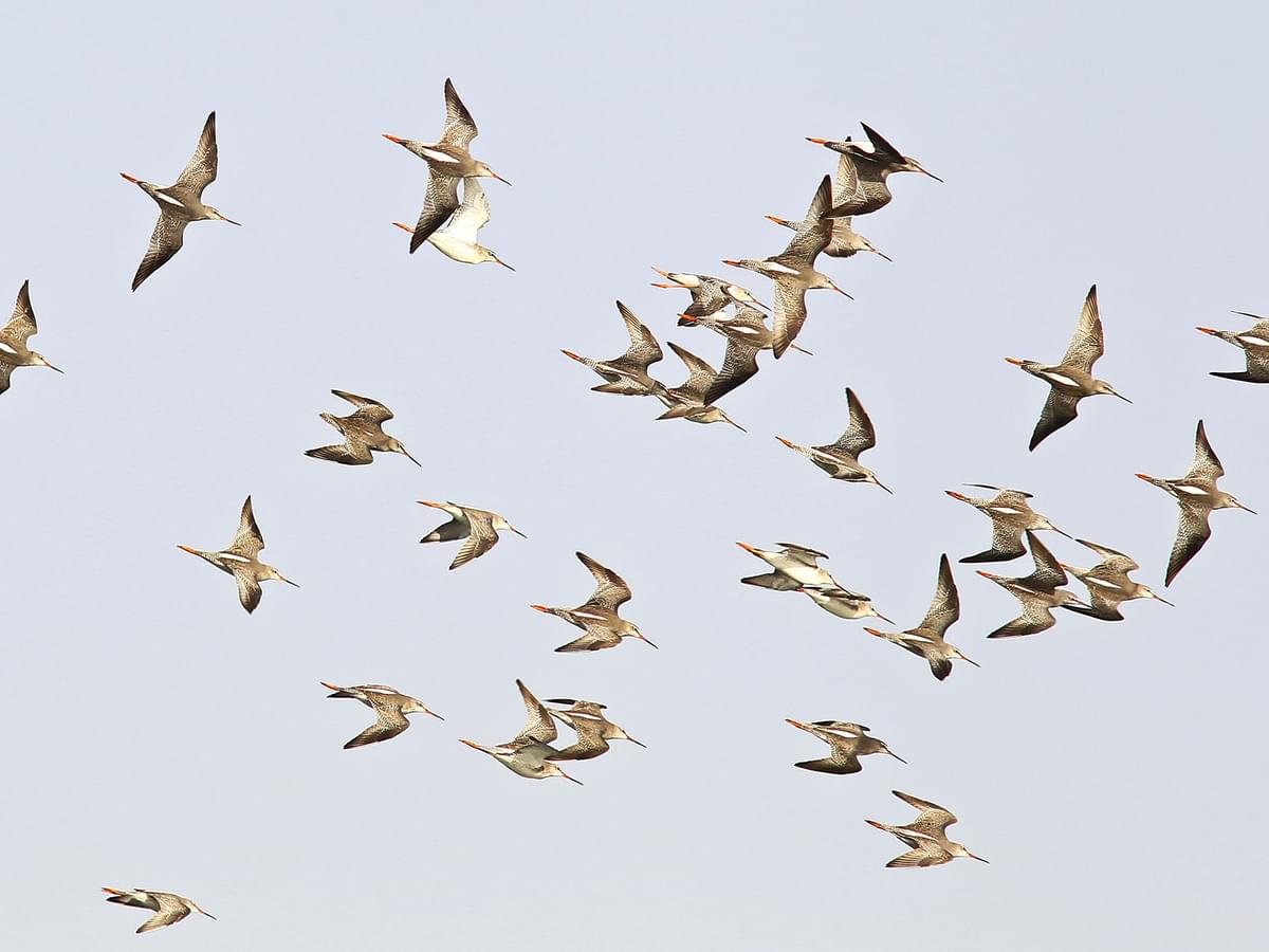 A group of Spotted Redshank in flight