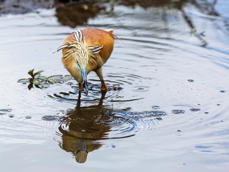 Herons in the UK (Complete Guide with Pictures) | Birdfact