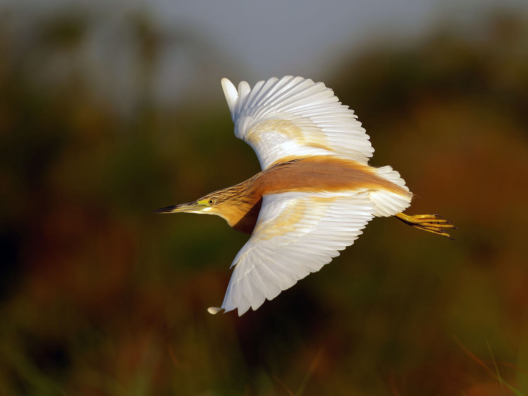 Squacco Heron Bird Facts (Ardeola ralloides) | Birdfact