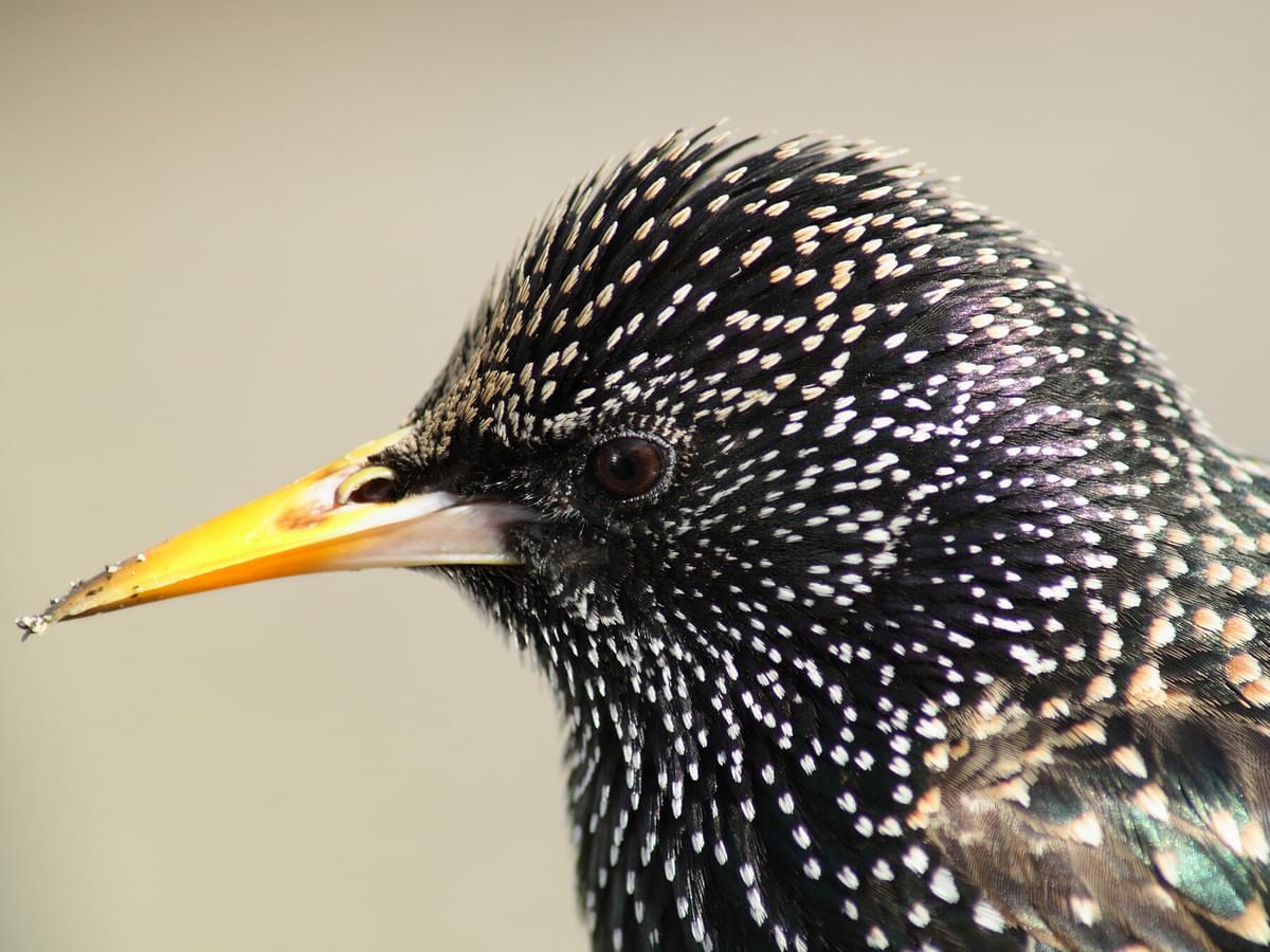 European Starling or Common Grackle: A Guide To Their Distinctive Features