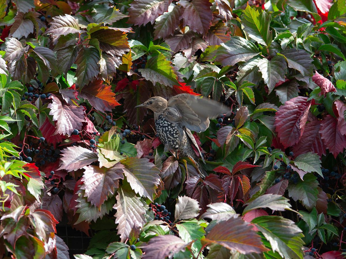 European Starling eating grapes from a vine