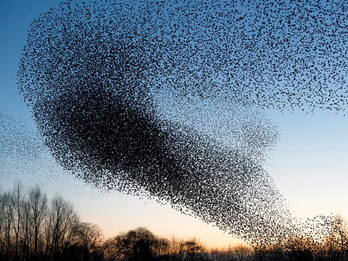 Starling Murmuration: A Complete Guide