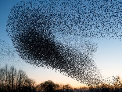Starling Murmurations: A Complete Guide on this Phenomenon | Birdfact