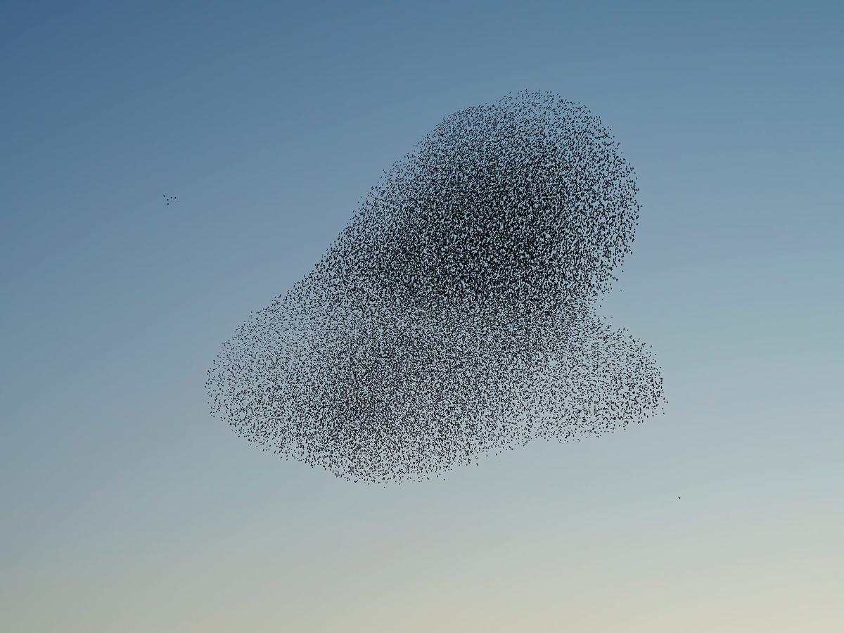An impressive murmuration of Starlings