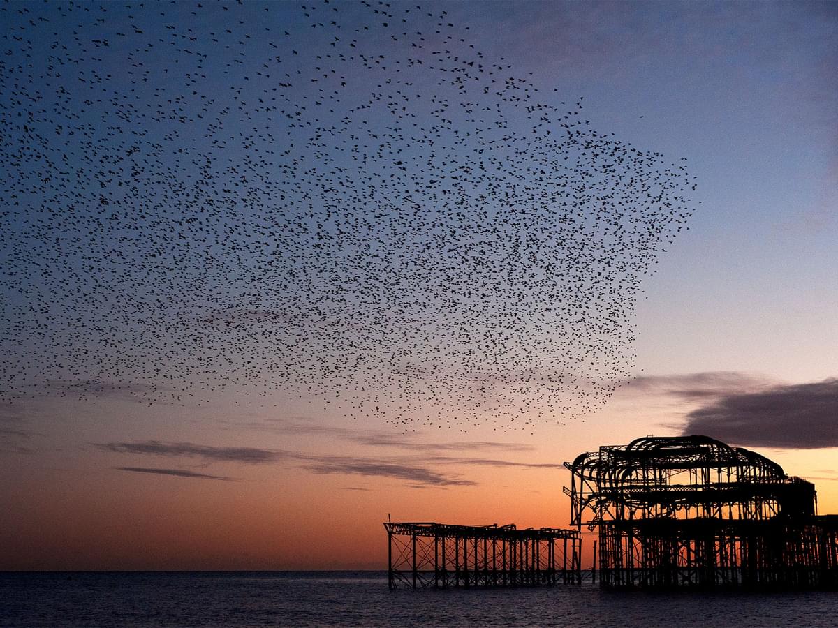 Starling Murmurations in the UK: Best Places to See, When + FAQs