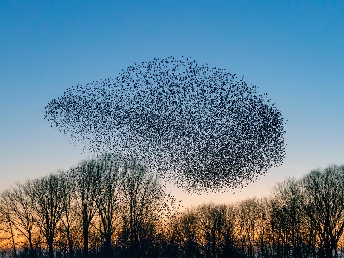 Flocking Behavior in Birds: Understanding the Power of the…